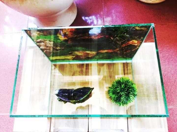 Bể cá 30*20*20 DRC - tặng cây và thức ăn - Hồ cá mini để bàn