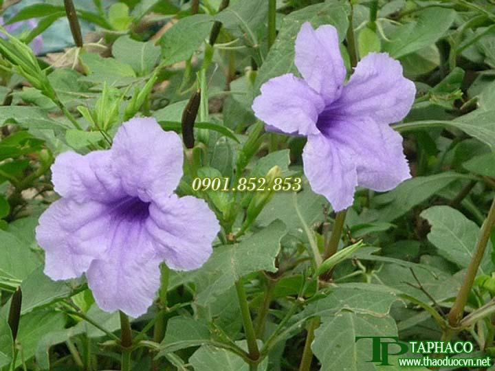 Cây nổ sấy khô loại 1kg - Hàng công ty chất lượng cao - Hỗ trợ cải thiện sức khỏe người sử dụng
