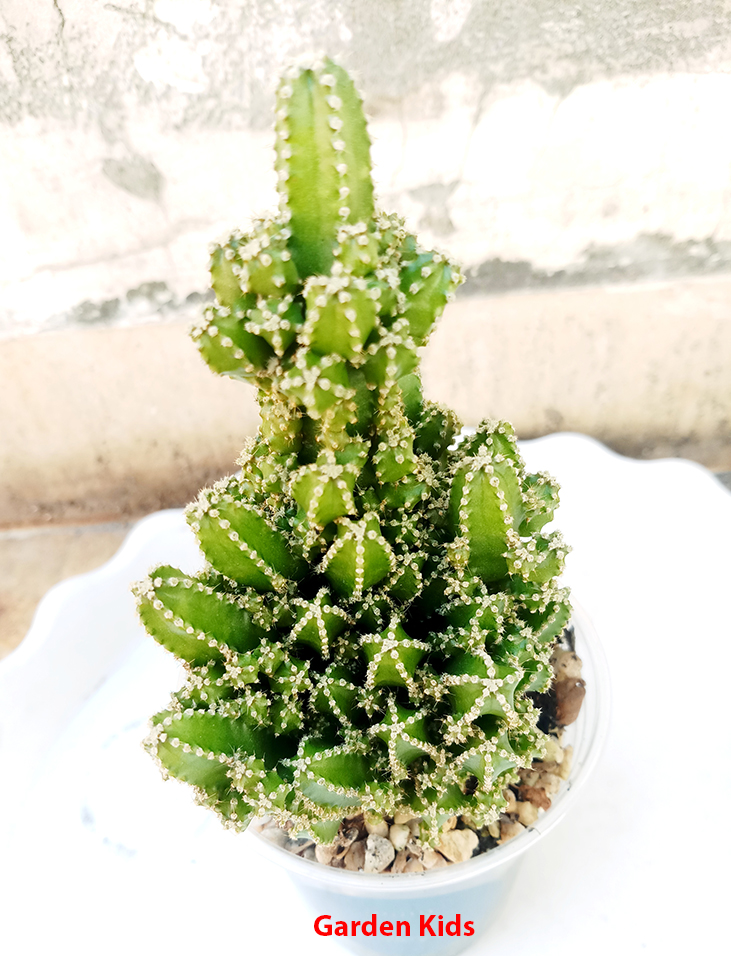 Xương rồng thanh sơn