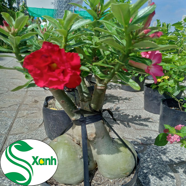 Cây Sứ Thái Ghép Hoa Cánh Kép