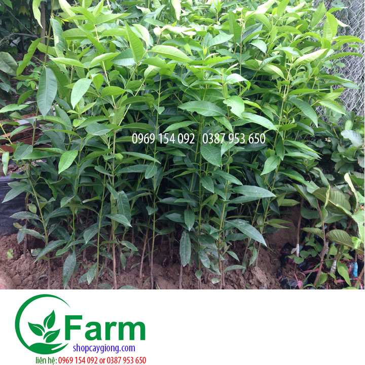 Cây vối nếp+ trồng chậu, sân vườn/dễ chăm