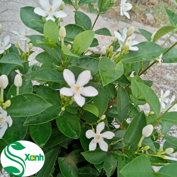 Cây Hoa Mai Chỉ Thiên