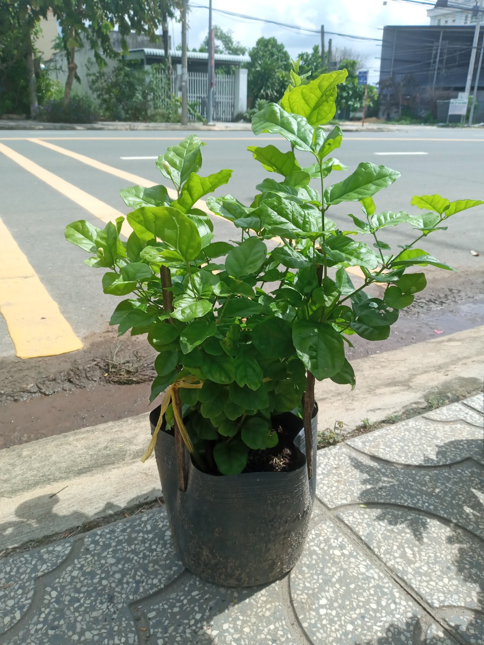 Cây Lài Trà (Lài Ta - Hoa Nhài) Cánh Kép, Bông Trắng, Hoa Thơm