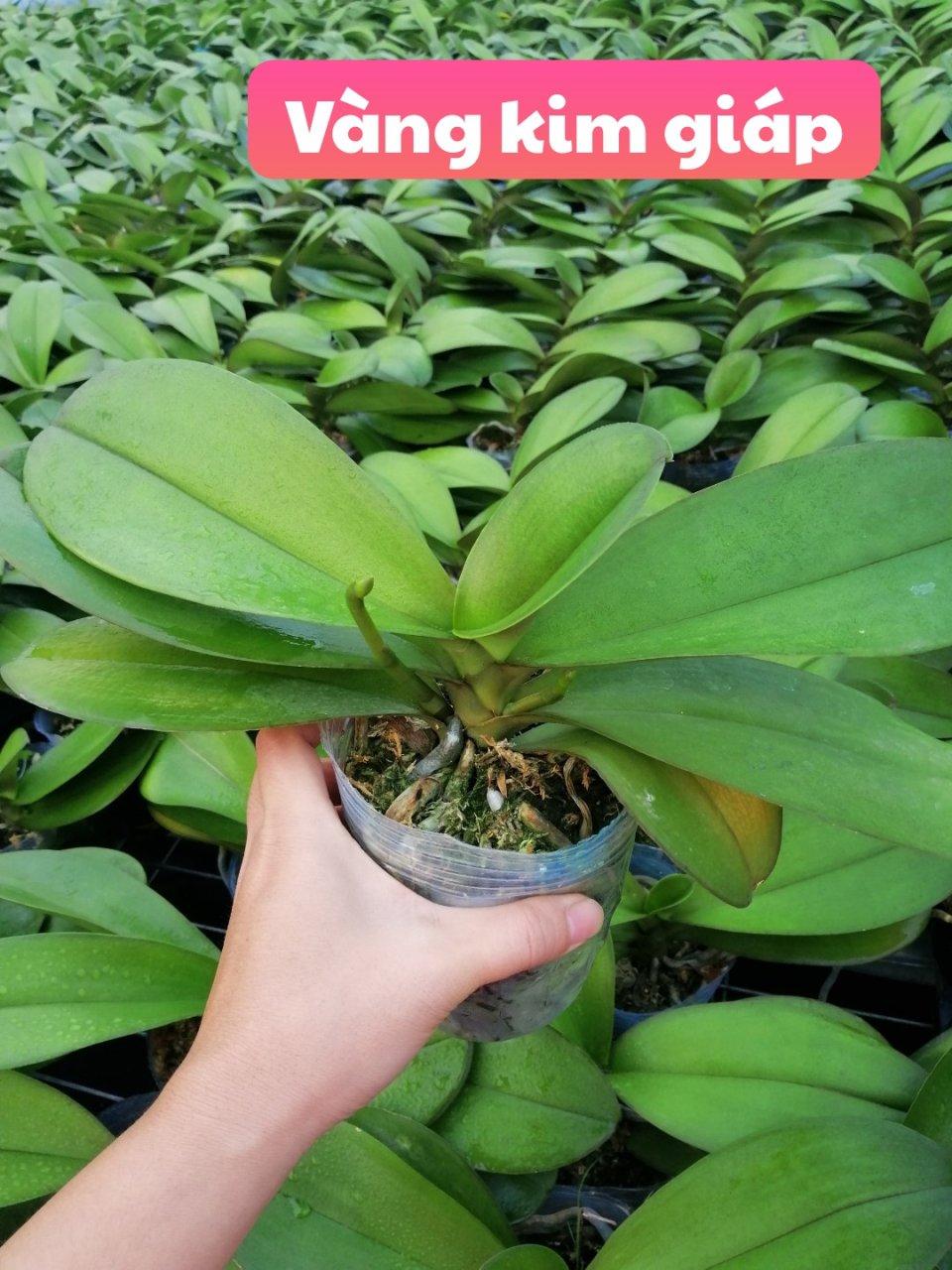 combo 3 cây 2 ngồng hoa, hoa tết 2020