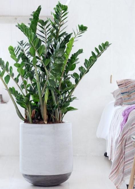 Cây Kim Tiền PHONG THUỶ -CÂY MINI ĐỂ BÀN