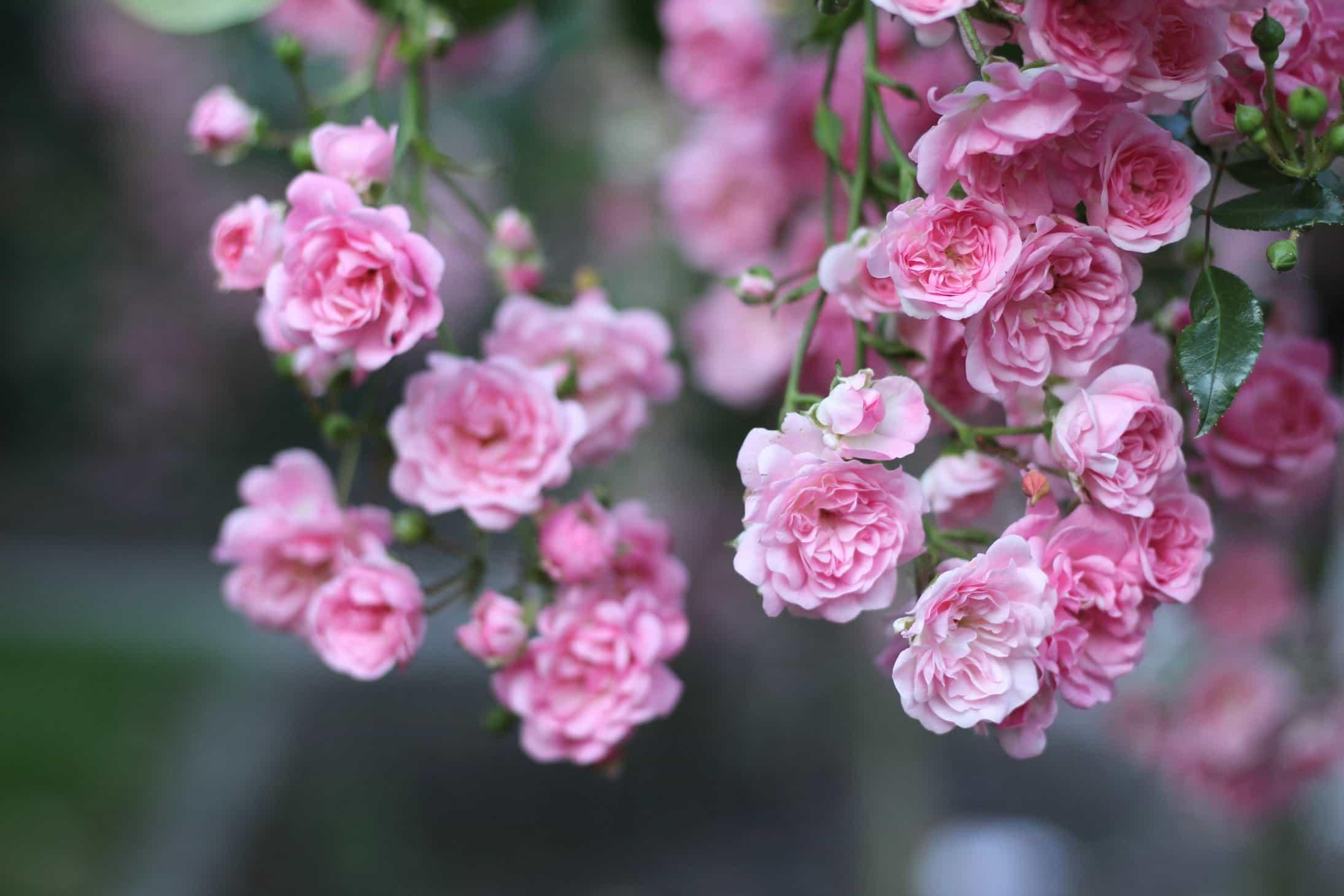 Phân bón hữu cơ cho cây hoa hồng túi 1kg - Phân bón hữu cơ cao cấp chuyên hoa hồng, hoa kiểng