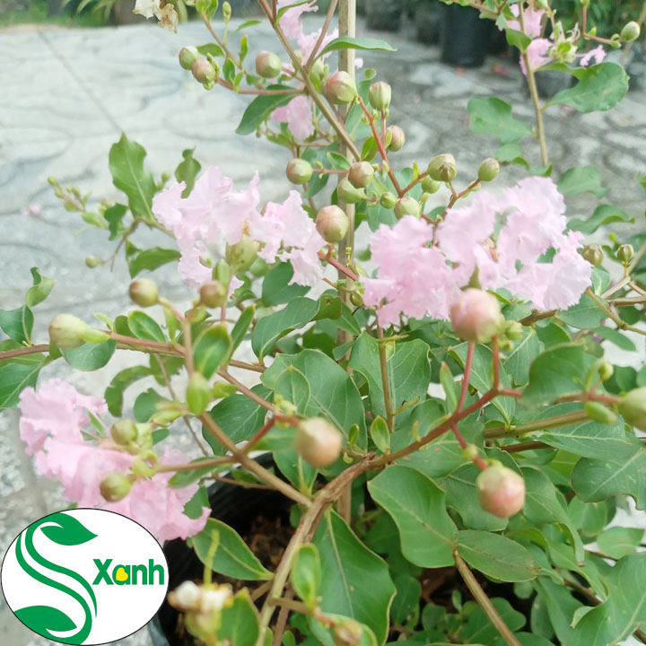 Cây Cảnh Sân Vườn Tường Vi Hồng