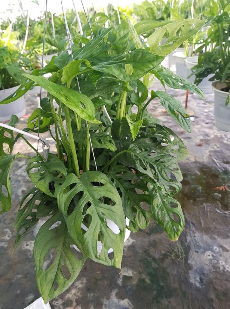 Trầu Bà Lỗ - Chậu Cây Cảnh