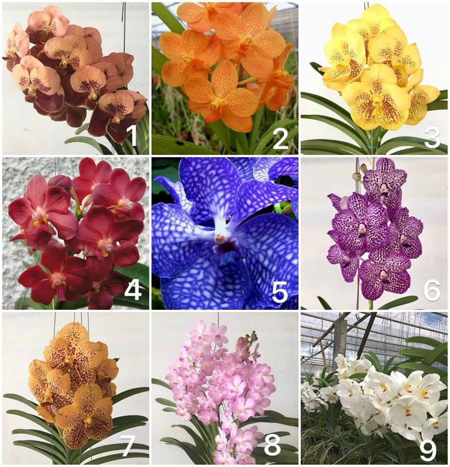 COMBO 5 cây lan VANDA đủ màu (có 16 màu)