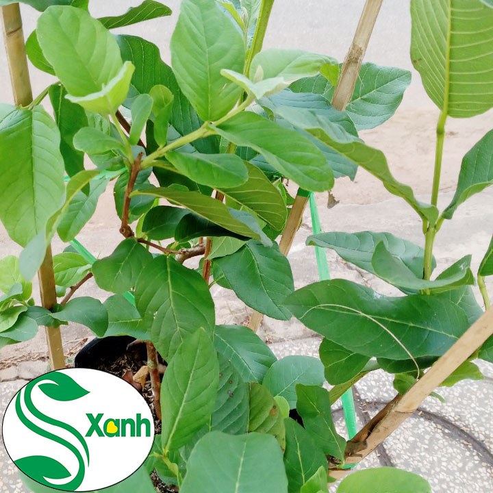 Cây Ổi Đài Loan Ruột Trắng Ít Hạt