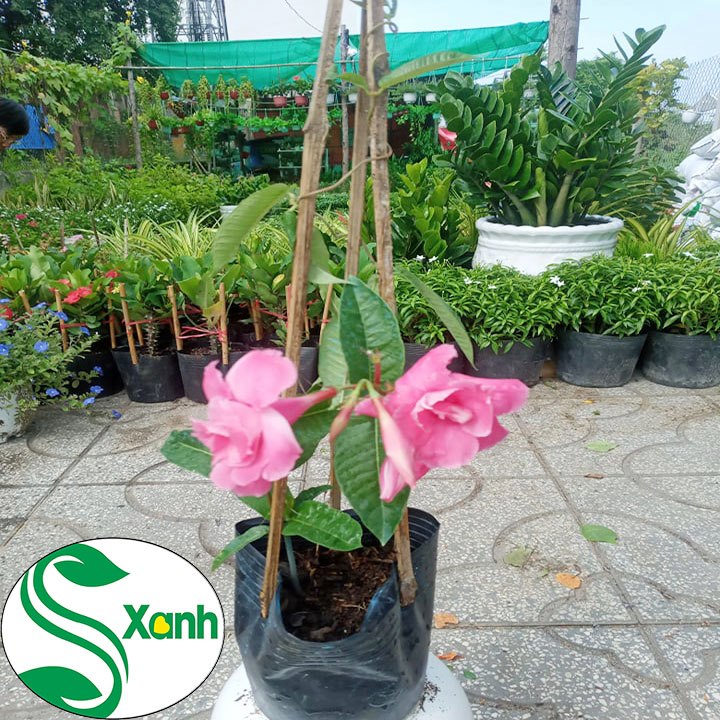 Hoa Leo Hồng Anh Cánh Kép