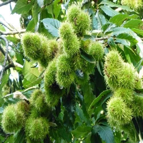 Cây giống cây hạt dẻ trùng khánh + tặng túi phân dê cực tốt cho cây