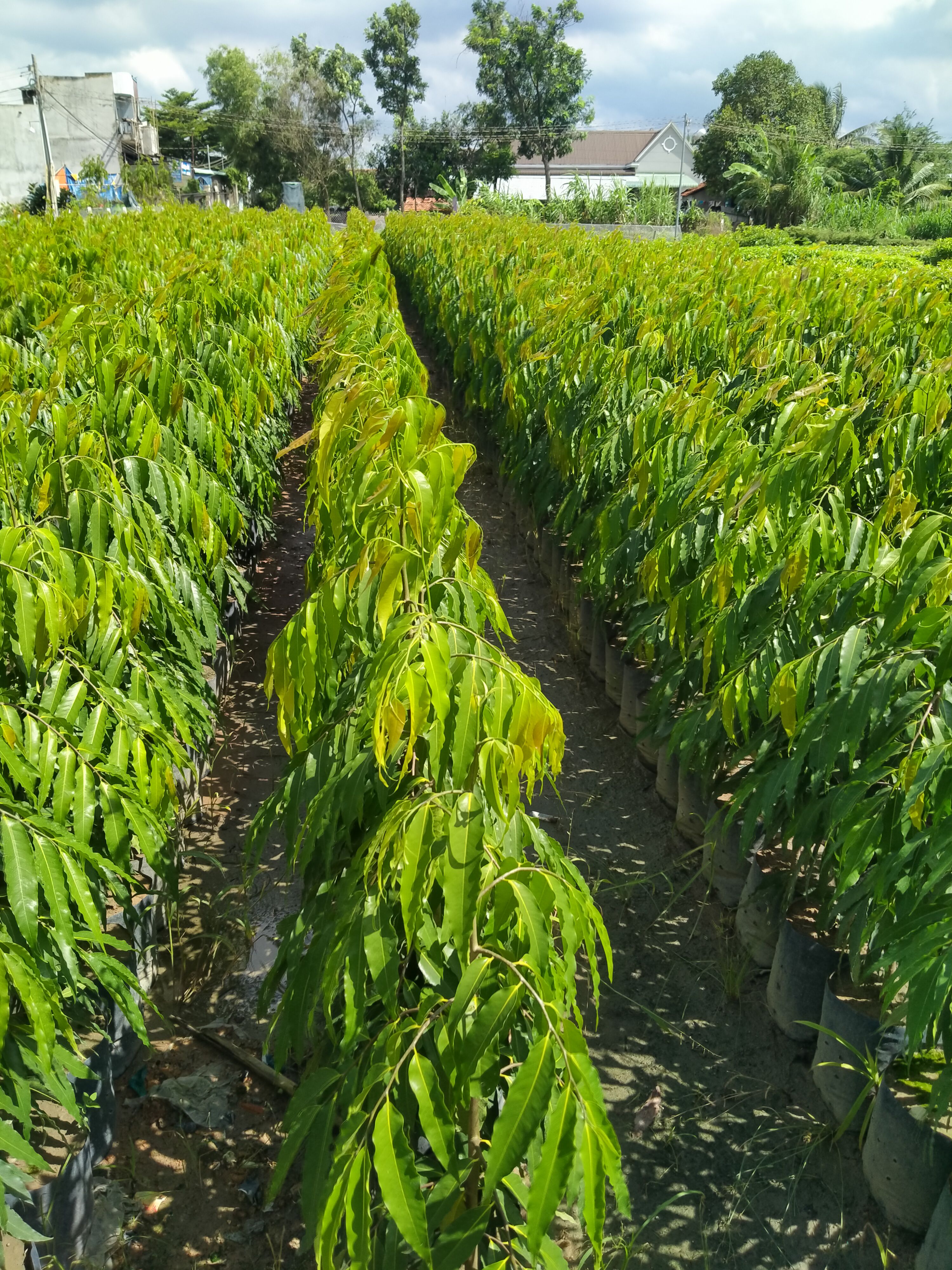 combo 6 cây Hoàng Nam