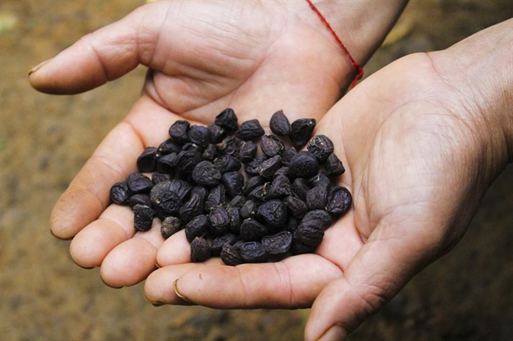Hạt dổi nếp loại thượng hạng (200gr)