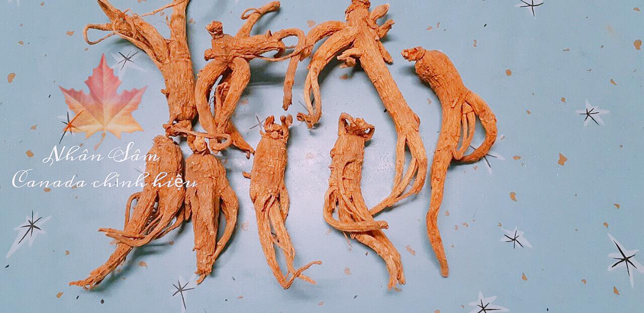 SÂM HOA KỲ - SÂM KHÔ HOA KỲ 1 CỦ  29 GRAM