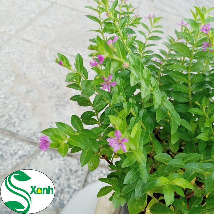Hoa cây cảnh Cẩm Tú Mai