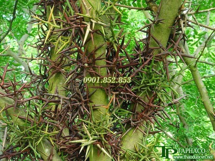 Gai bồ kết khô 1kg