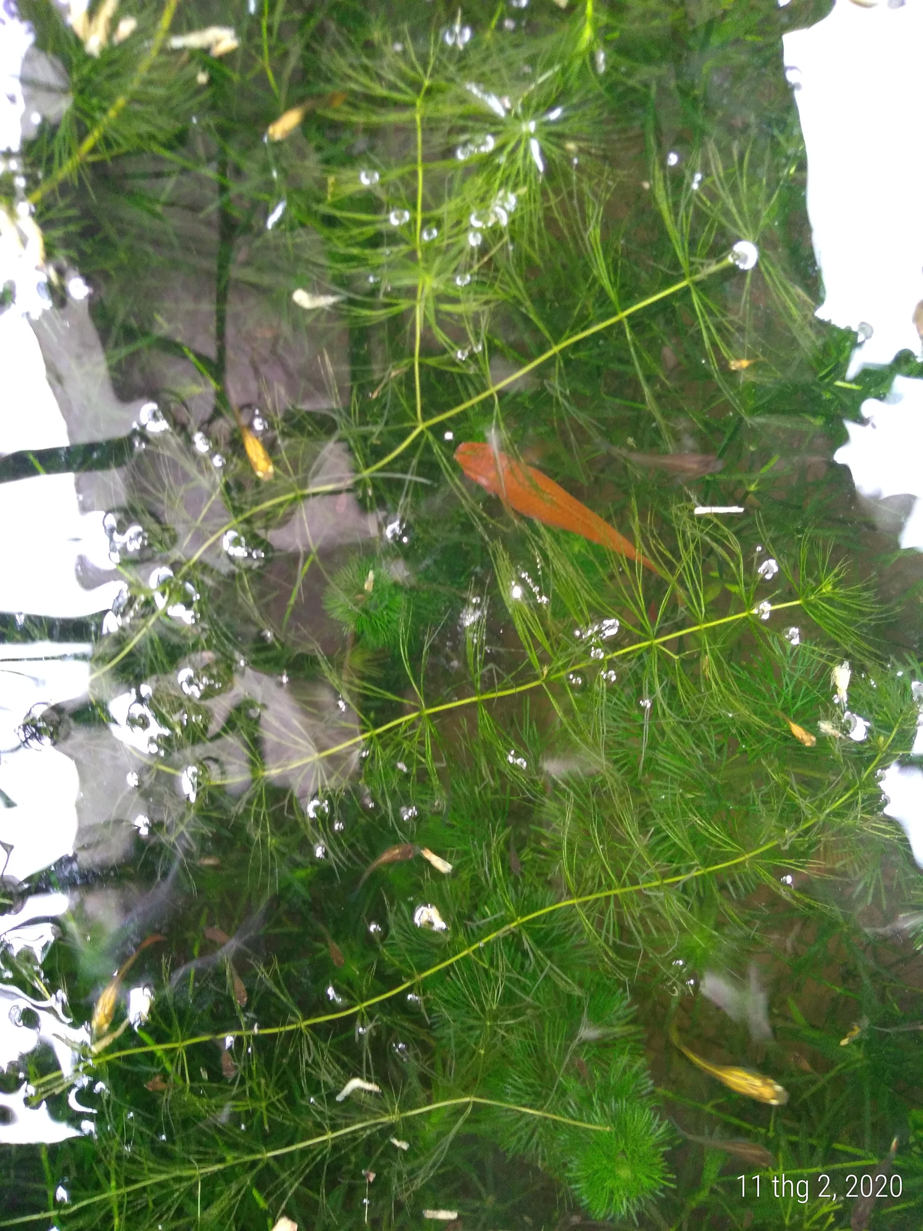 Rong đuôi chồn - Cây thủy sinh (1 bó 10 đến 15 nhánh)