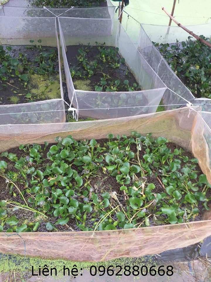 Tráng lưới nuôi ốc nhồi 3x2x1
