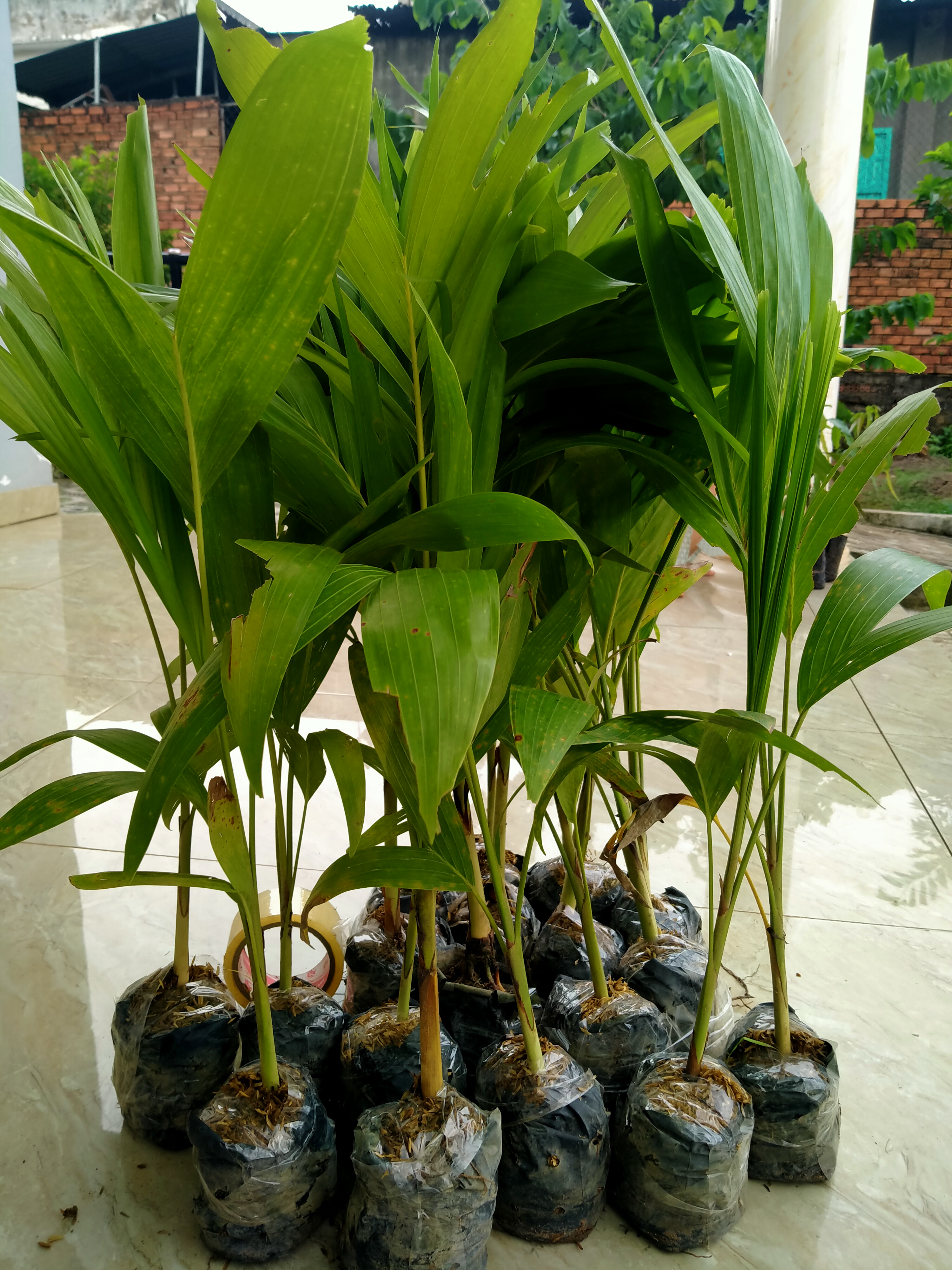 combo 6 cây cau thái trắng