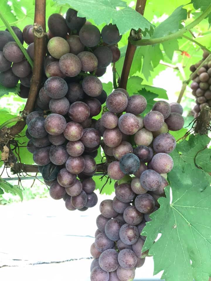 CÂY GIỐNG NHO KẸO 126 (GIỐNG MỚI)