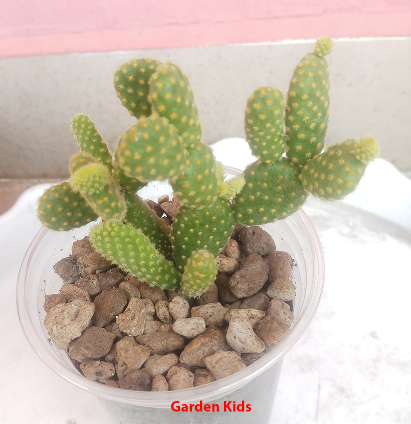 Xương rồng tai thỏ nhỏ