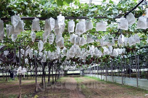 Cây nho Mẫu Đơn giống nhật bản