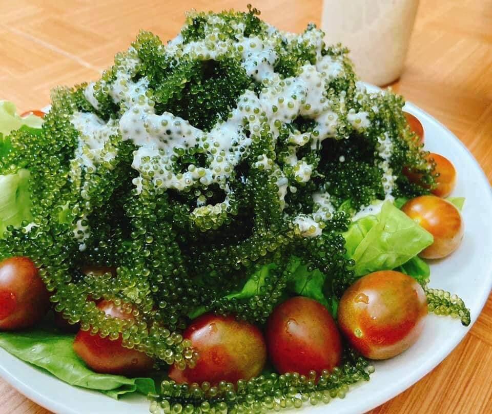 RONG NHO CÁCH NHIỆT KHÁNH HÒA