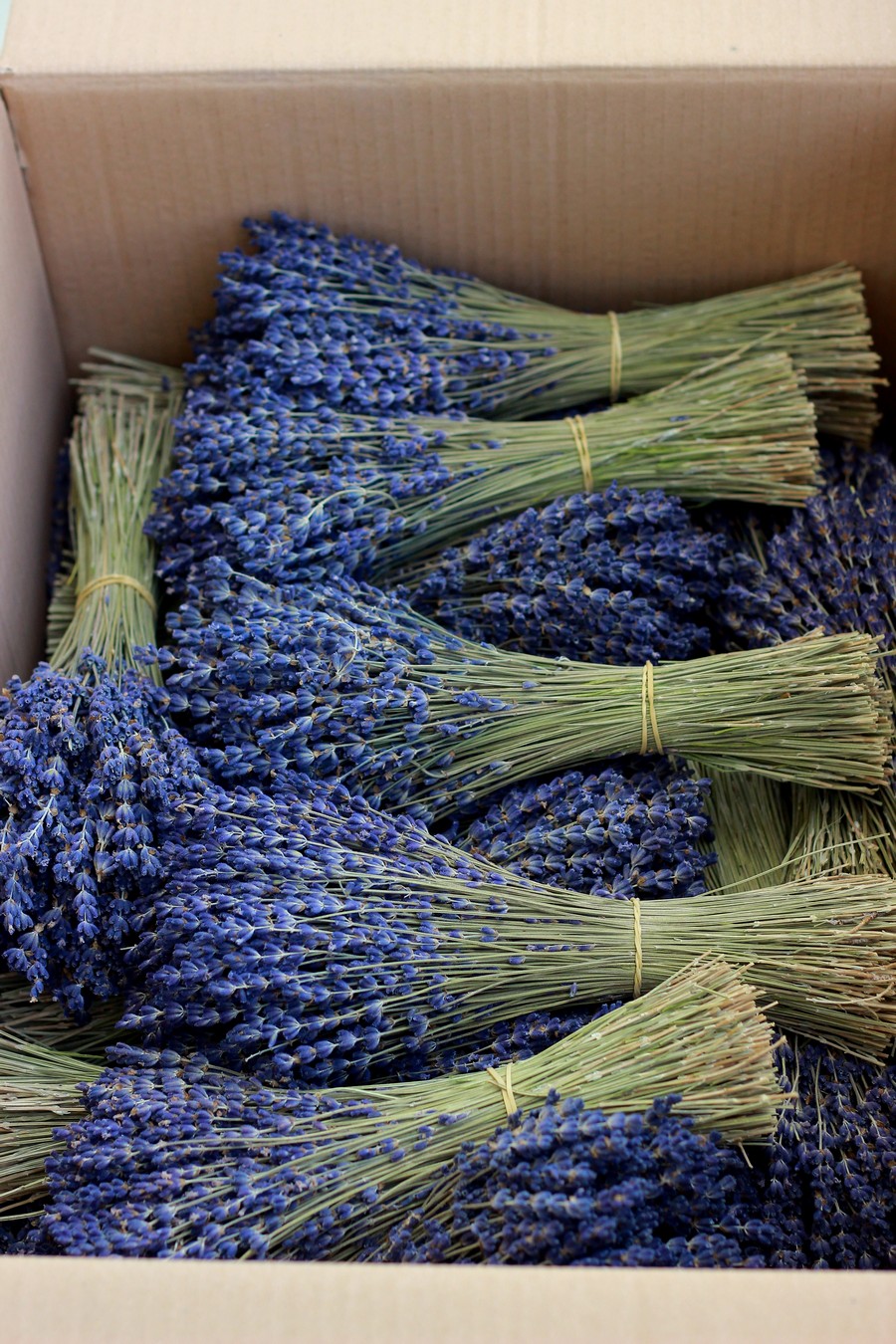 Bó hoa oải hương khô (lavender khô)