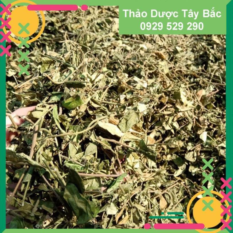 [Hình Thật - 2Kg] ✅✅  Dây Thìa Canh Thái Nguyên