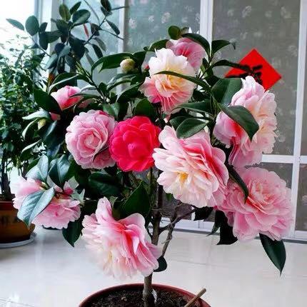 COMBO 5 cây giống hoa trà my ngũ sắc-cây giống rễ trần
