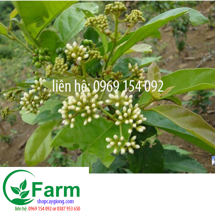 Cây sạ đen loại nhỏ