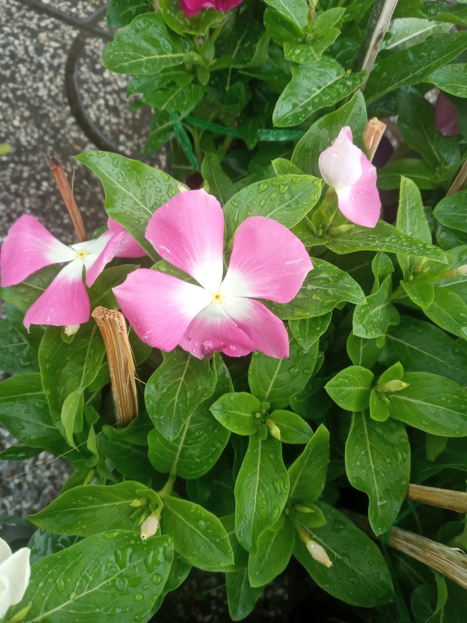 Hoa Dừa Siêu Bông