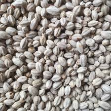 1kg Hạt xoan ta