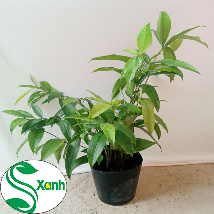 Cây Trúc Nhật, Cây Phong Thủy May Mắn