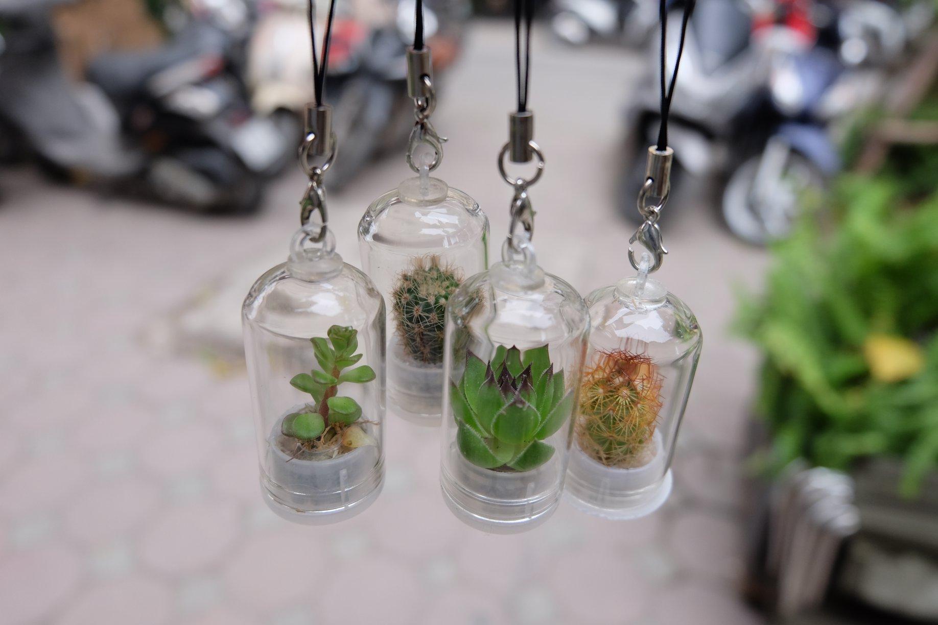 (Cây thật) Móc khóa may mắn xương rồng, sen đá