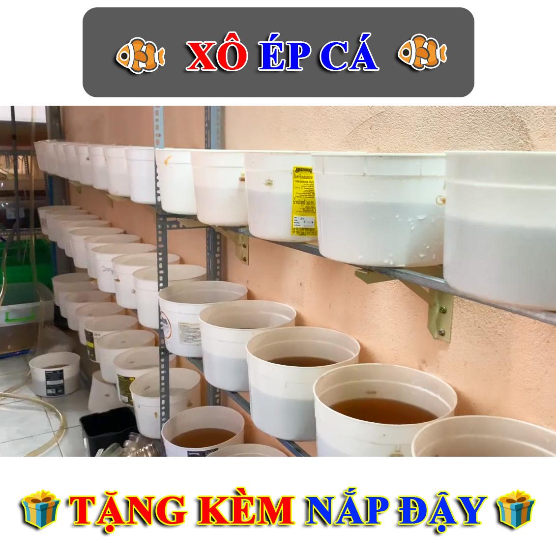 Thùng Ép Cá Betta Guppy  - Xô Kem Tròn Có Nắp