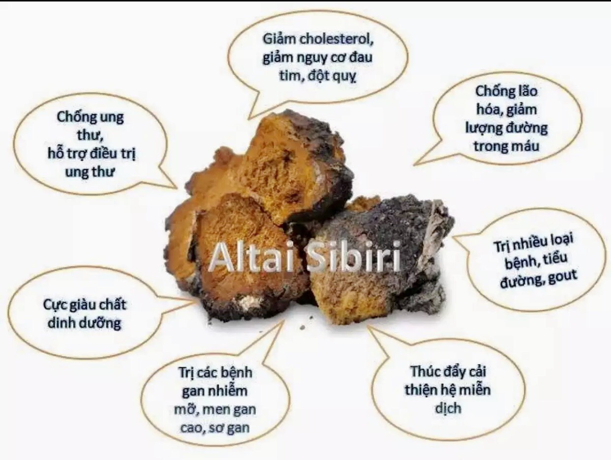 Nấm Chaga Sibiri Nga- Gói 100 gram