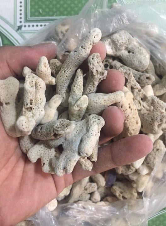 San hô lọc nước dùng cho bể cá