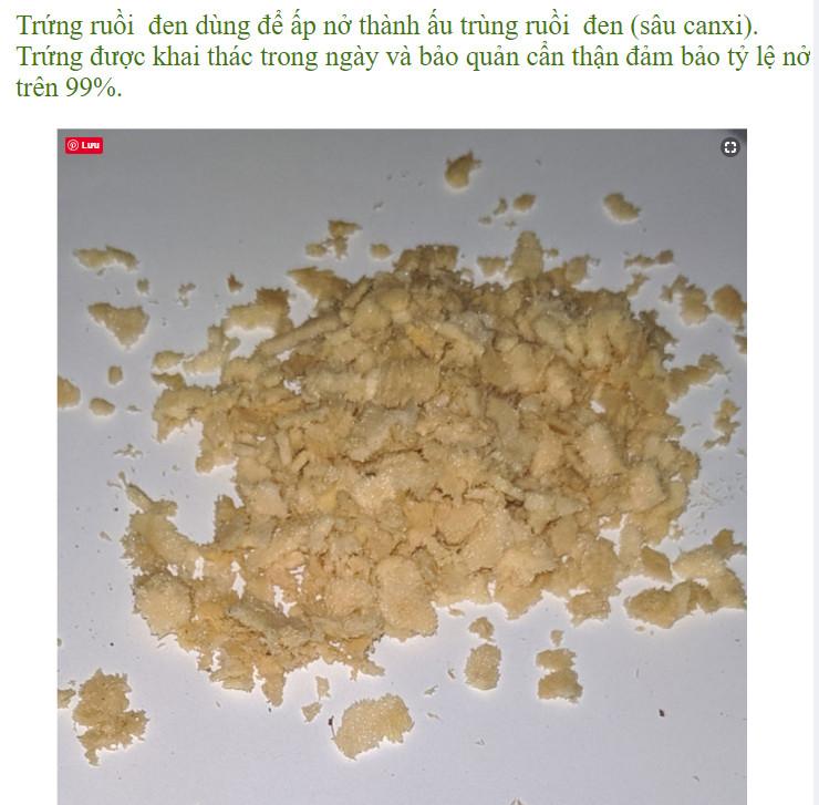 Trứng Ruồi lính đen, Sâu canxi - Hộp 30g [Tặng tài liệu kỹ thuật nuôi]