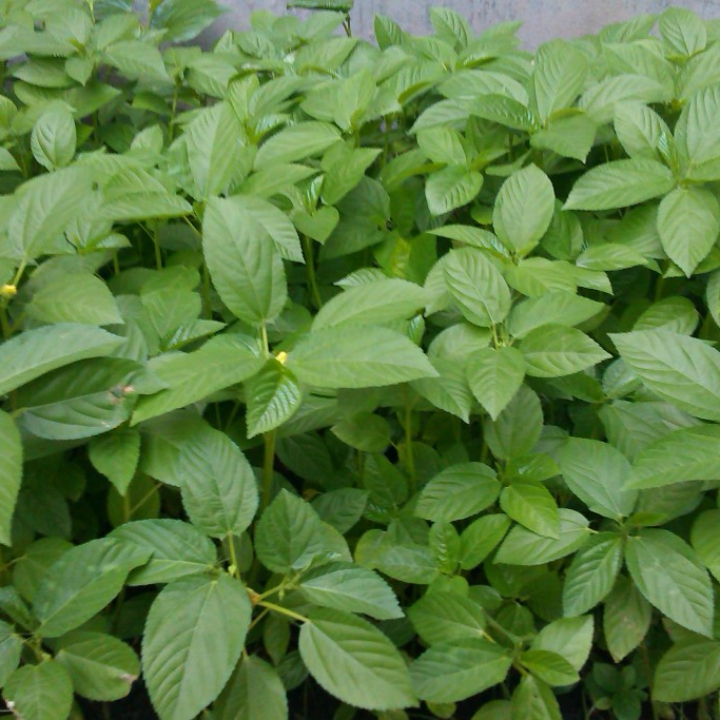 Hạt giống rau đay xanh (trắng) gói 10gr