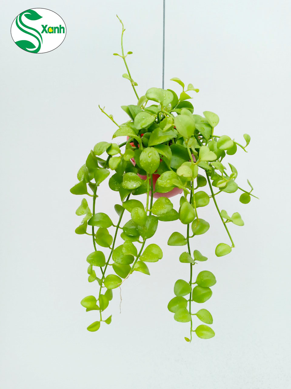 Lan Đô La Ốc Nhựa Đỏ