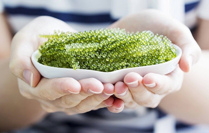 RONG NHO CÁCH NHIỆT KHÁNH HÒA