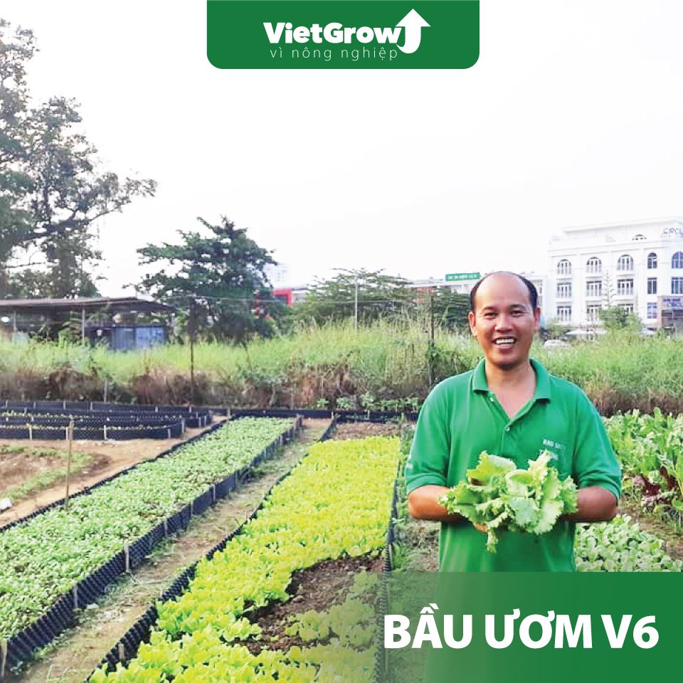 [HCM]BẦU ƯƠM V6 ( CUỘN DÀI 50M ) - CAO 50CM - ĐỘ DẦY 0.6MM