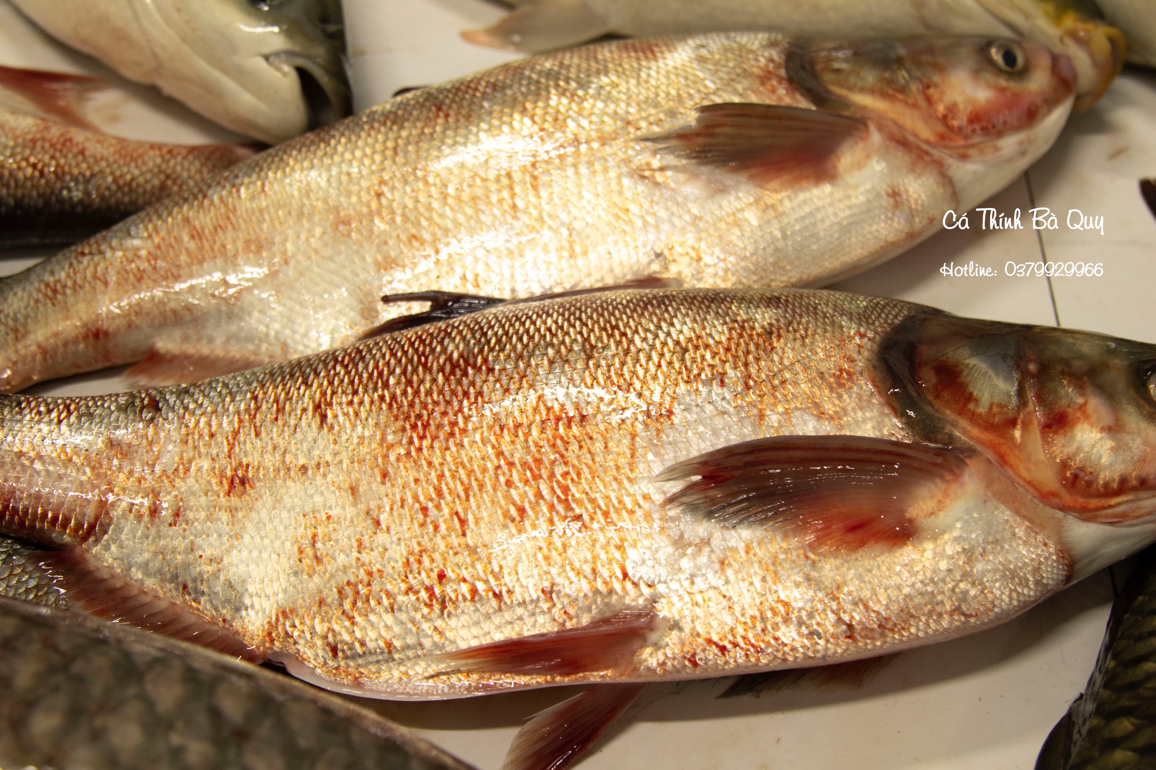 Cá Thính - Cá Mè (500g ) - Đặc Sản Phú Thọ (Cá Thính Bà Quy)