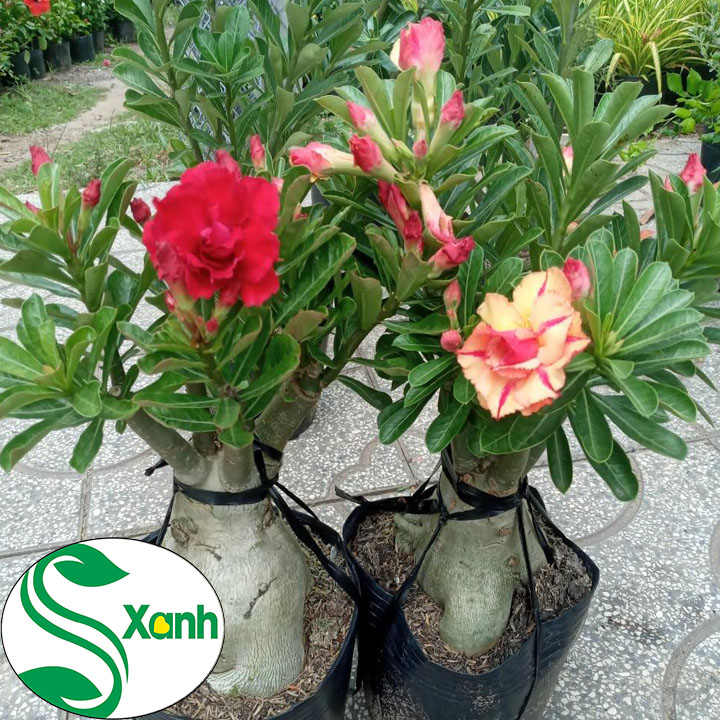 Cây Sứ Thái Ghép Hoa Cánh Kép