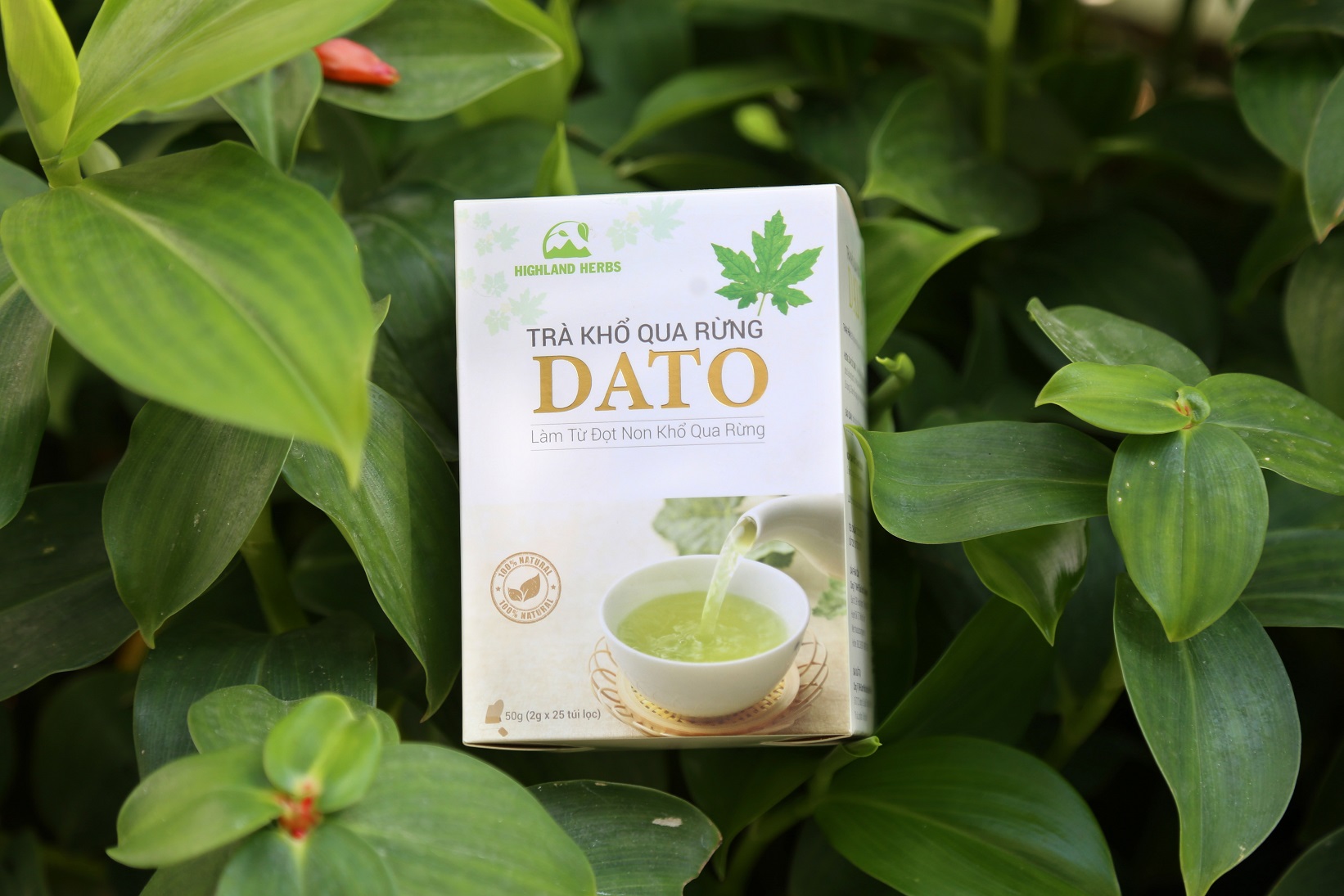 Trà đọt khổ qua rừng