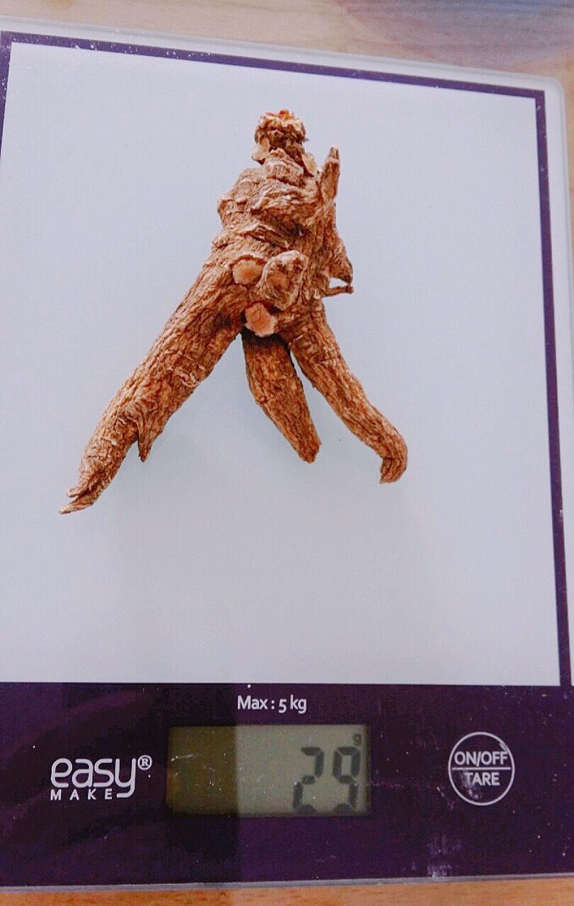 SÂM HOA KỲ - SÂM KHÔ HOA KỲ 1 CỦ  29 GRAM