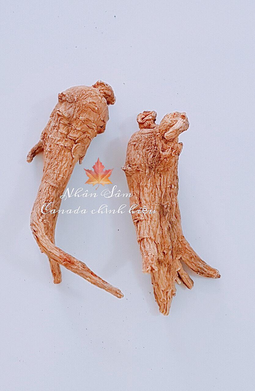SÂM HOA KỲ - SÂM KHÔ HOA KỲ 1 CỦ  29 GRAM