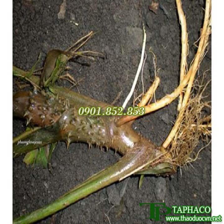 Móp gai sấy khô túi lớn loại 1kg - Hàng công ty chất lượng cao - Giá tốt - Hỗ trợ cải thiện tình trạng táo bón - Thảo Dược Tấn Phát